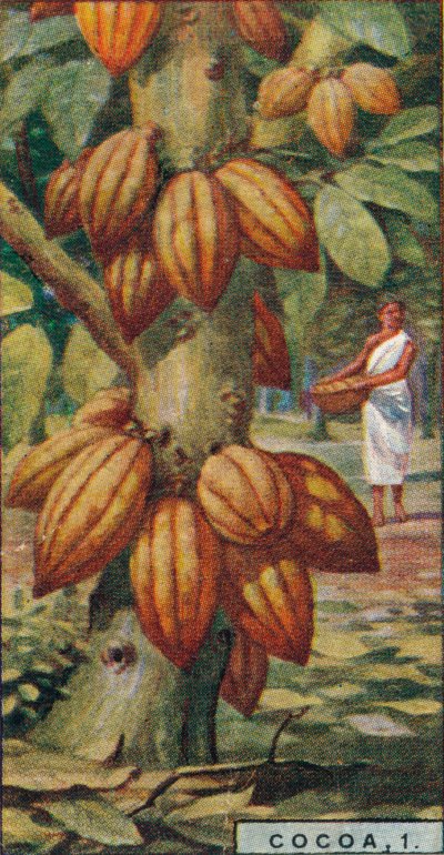 Kakaó, 1. - Kakaófa, Trinidad, 1928 alkotó: Unbekannt