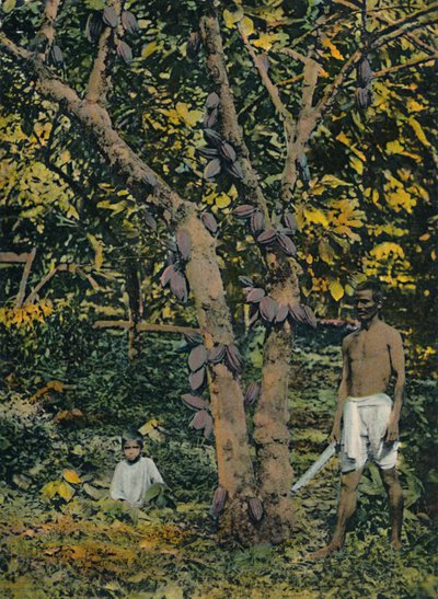 Kakaó teljes csapágyban, Trinidad és Tobago, 1914. alkotó: Unbekannt