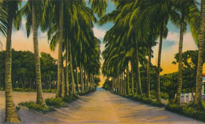 Coconut Avenue, Barranquilla, 1940-es évek, alkotó: Unbekannt