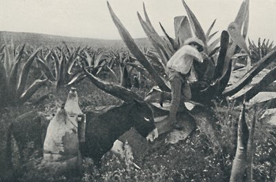 Méz-víz gyűjtése egy Magueyből, 1916 alkotó: Unbekannt