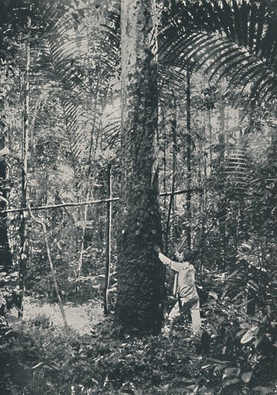 Gumigyűjtés, 1916 alkotó: Unbekannt