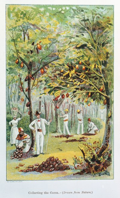 Kakaógyűjtés, Venezuela, 1892 alkotó: Unbekannt