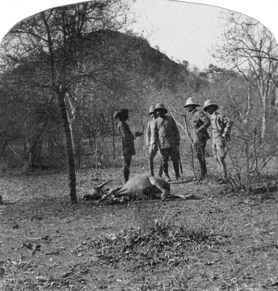 Afsurul Mulk ezredes tigrisvadászaton, India, 1900-as évek alkotó: Unbekannt
