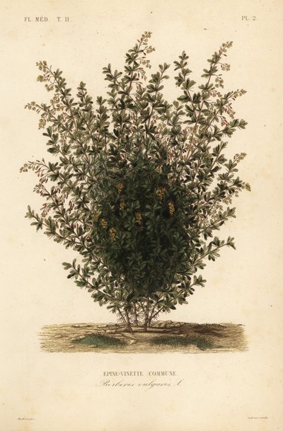 Közönséges borbolya, Berberis vulgaris, Epine-vinette commune alkotó: Unbekannt