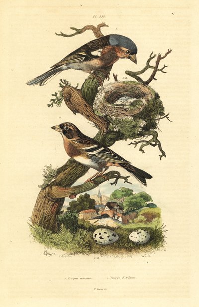 Közönséges pelyva, Fringilla coelebs, fészek és tojások, valamint söröcske, Fringilla montifringilla tojással Pinson commun et pinson d