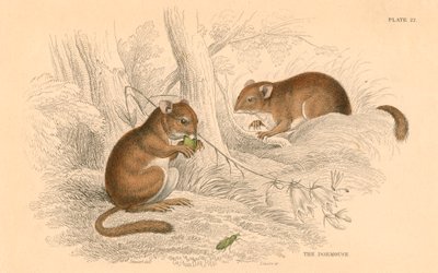 Muscardinus arvellanarius, hibernált rágcsáló, 1828 alkotó: Unbekannt