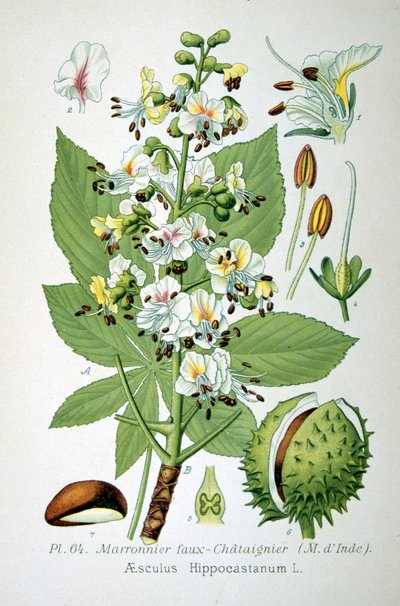 Közönséges vadgesztenye, 1893 alkotó: Unbekannt