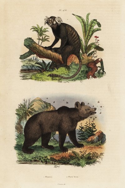 Közönséges selyemmajd, Callithrix jacchus 1 és barnamedve, Ursus arctos, méhekkel 2 alkotó: Unbekannt