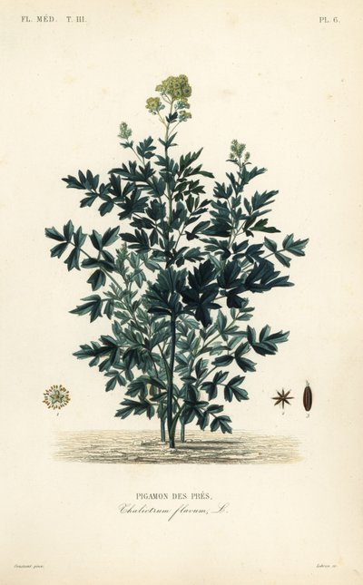 Közönséges rét rue, Thalictrum flavum, Pigamon des pres alkotó: Unbekannt
