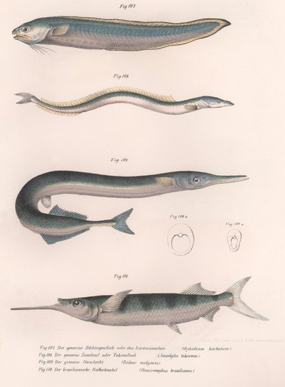 Közönséges kígyóhal. Közönséges homoki angolna. Közönséges Hornhecht. Brazil félcsőr, 1850-es évek körül alkotó: Unbekannt