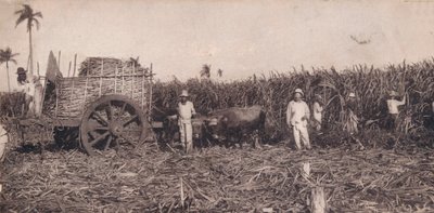 Corte de Canna. - Cukornád gyűjtése. Kuba, 1900 alkotó: Unbekannt