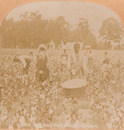 Cotton-picking., c1900 alkotó: Unbekannt