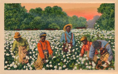 Cotton Picking, Augusta, Georgia, 1943 alkotó: Unbekannt