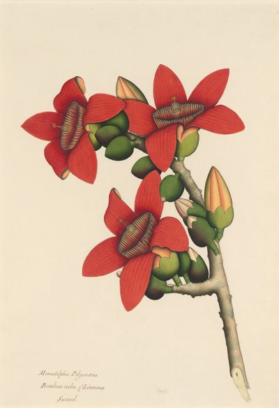 Cotton Tree Flowers, kb. 1800-1805. alkotó: Unbekannt