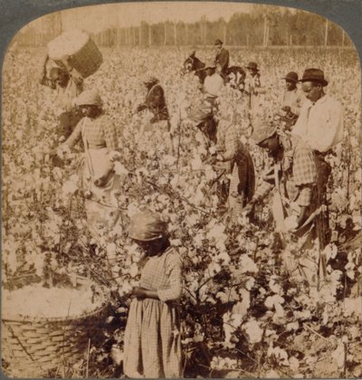 A gyapot a király – ültetvényes jelenet a munka során szedőkkel. Georgia, 1900 alkotó: Unbekannt
