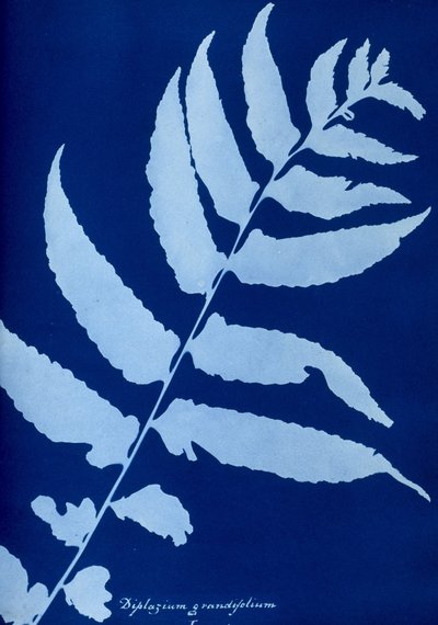 A Diplazium grandifolium cianotípusa alkotó: Unbekannt