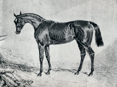 Cyprianus, 19. század, 1911 alkotó: Unbekannt