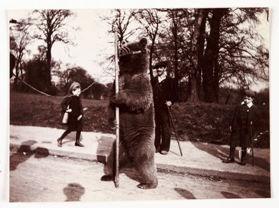 Táncoló medve, 1905 alkotó: Unbekannt
