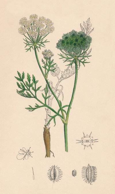 Daucus Carota. Vad sárgarépa, 19. század alkotó: Unbekannt