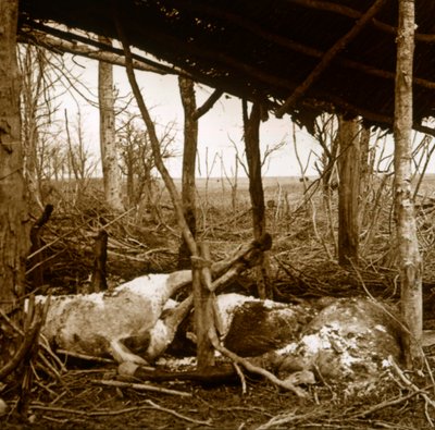 Döglött lovak, Verdun, Észak-Franciaország, 1914-c1918 alkotó: Unbekannt