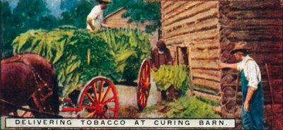 Dohányszállítás a Curing Barnban, 1926 alkotó: Unbekannt