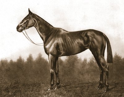 Demure, 1911. alkotó: Unbekannt