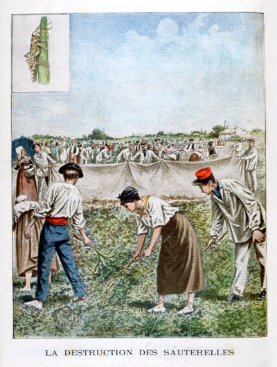 A szöcske elpusztítása, 1901 alkotó: Unbekannt