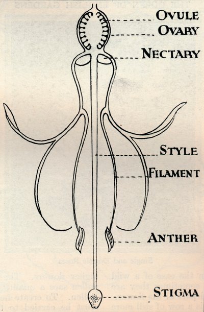 Egy fukszia virág diagramja, amely bemutatja a magok előállításához használt mechanizmust, 1934 alkotó: Unbekannt