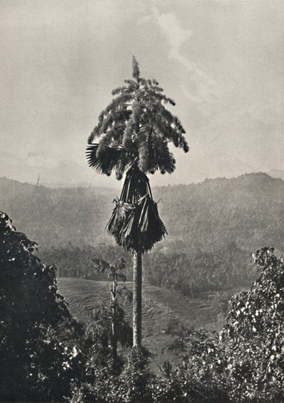 A Talipot Palm Corypha umbraculifera virágban, 1926 alkotó: Unbekannt