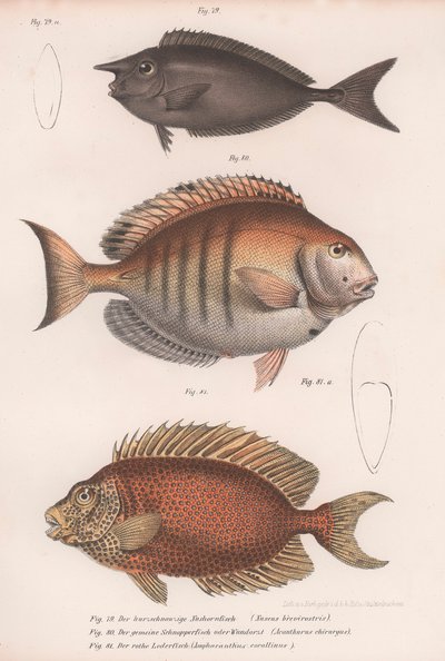 Doctorfish tang, Közönséges snapper, Rövid orrú egyszarvú alkotó: Unbekannt