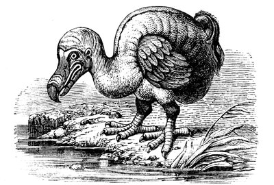 Dodo, 1884 alkotó: Unbekannt