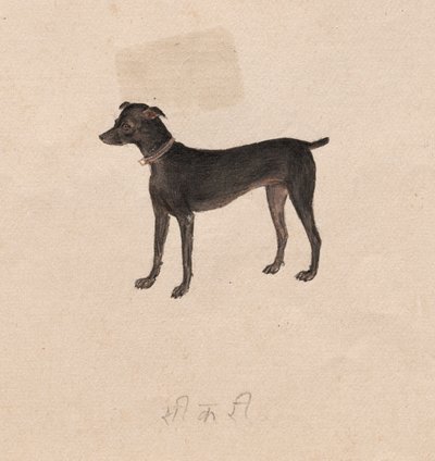 Kutya, 1800-as évek. alkotó: Unbekannt