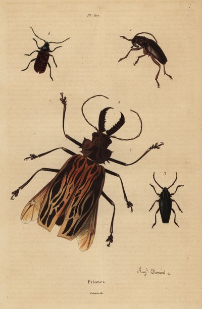 Dorysthenes paradoxus 1, Macrodontia cervicornis vulnerable 2, Elateropsis lineatus 3 és Prionus versicolor 4 alkotó: Unbekannt