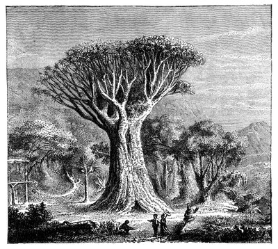 Dracona of Icod, Tenerife, Spanyolország, 1900-as évek alkotó: Unbekannt