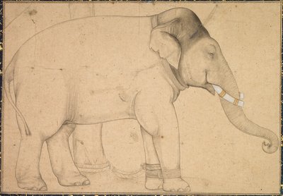 Egy elefánt rajza, c. 1700. alkotó: Unbekannt