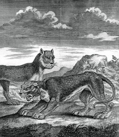 Kelet-indiai leopárd, 1750 alkotó: Unbekannt