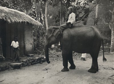 Elefánt egy ösvényen Kandy mellett, 1926 alkotó: Unbekannt