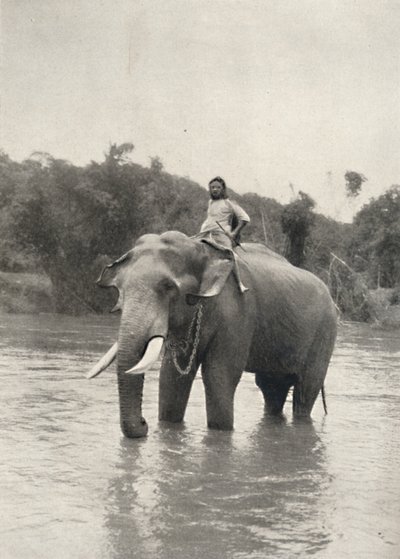 Elefant mit Kornak In der Mahavaliganga, 1926 alkotó: Unbekannt