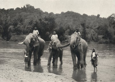 Elefántok fürdőznek Mahaaligangában, 1926 alkotó: Unbekannt