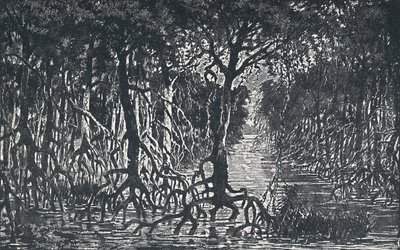 Egyenlítői afrikai erdő, 1924 alkotó: Unbekannt
