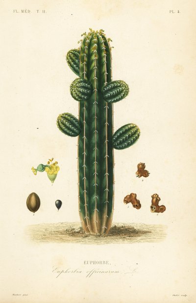 Euphorbia officinarum, Euphorbe alkotó: Unbekannt