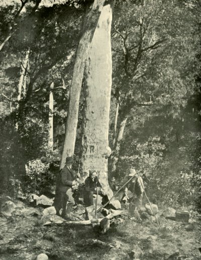 Eurobin-vízesés, Buffalo Mountains, 1901. alkotó: Unbekannt