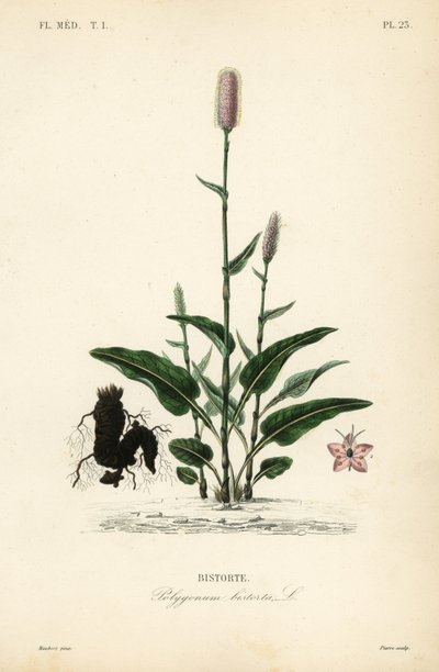 Európai bistorta vagy kígyógyökér, Persicaria bistorta, Polygonum bistorta, Bistorte alkotó: Unbekannt