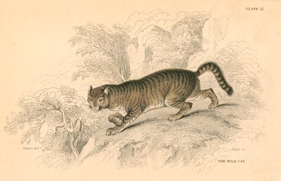 Európai vadmacska Felis silvestris, 1828 alkotó: Unbekannt