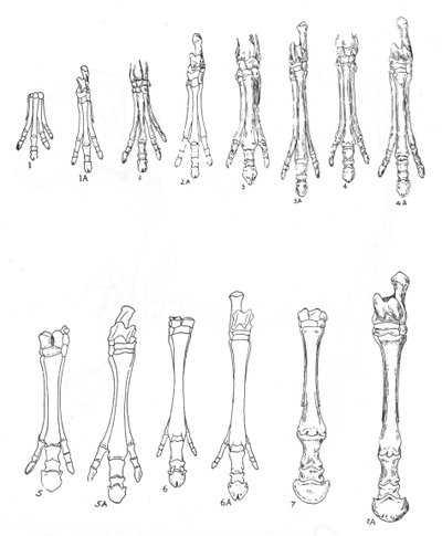 A ló evolúciója, 1920 alkotó: Unbekannt