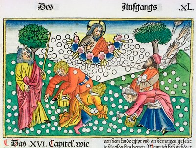 2Móz 16:13-22: Isten fürjeket és mannát biztosít az izraelitáknak alkotó: Unbekannt