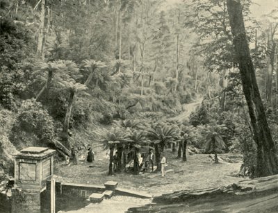 Fern Tree Bower and Track, Mount Wellington, 1901. alkotó: Unbekannt