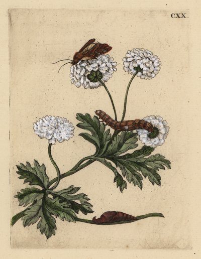 Lázasfű, Tanacetum parthenium, lepkével, hernyóval és bábokkal, CXX alkotó: Unbekannt