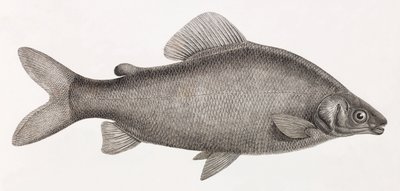 Hal: Le Characin Nefasch alkotó: Unbekannt