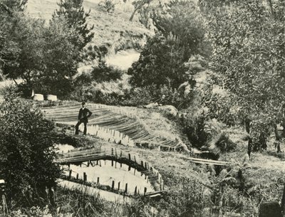 Halastavak, Ercildoune, Ballarat közelében, 1901. alkotó: Unbekannt